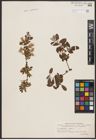 Foto von Salix aurita L. x Salix repens L.